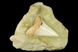 Fossil Mako Shark Tooth On Sandstone - Bakersfield, CA #144456-1